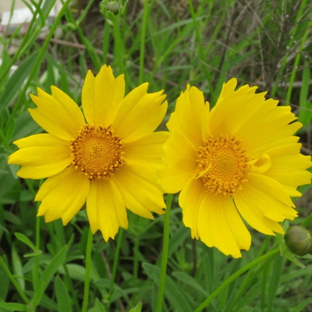 Dwarf Coreopsis grandiflora seeds 1kg