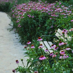 Echinacea purpurea seeds