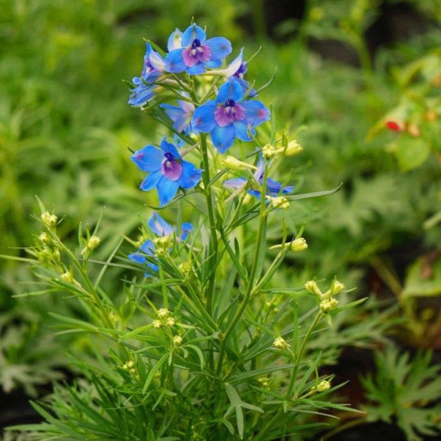 Larkspur seeds 1kg