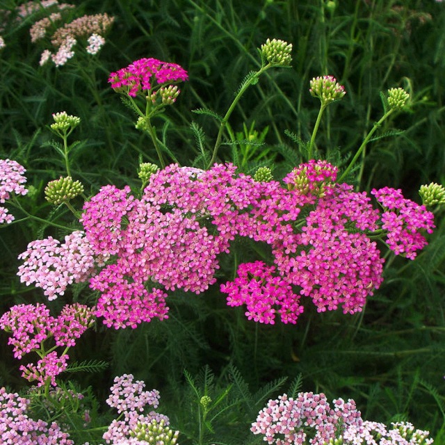 Alpine Yarrow Herb seeds 1kg