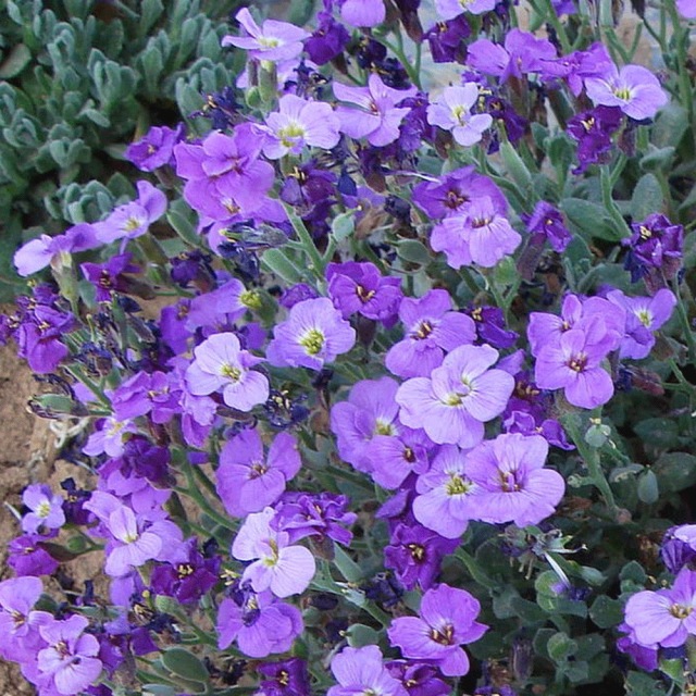Aubrieta deltoidea seeds 1KG
