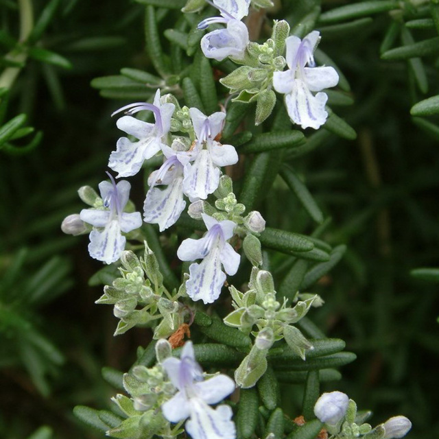 rosemary seeds 1kg