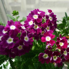 Verbena hybrida seeds 1kg