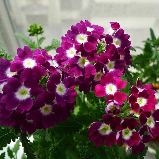 Verbena hybrida seeds 1kg