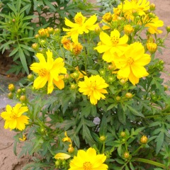 Tall Coreopsis basalis seeds 1kg