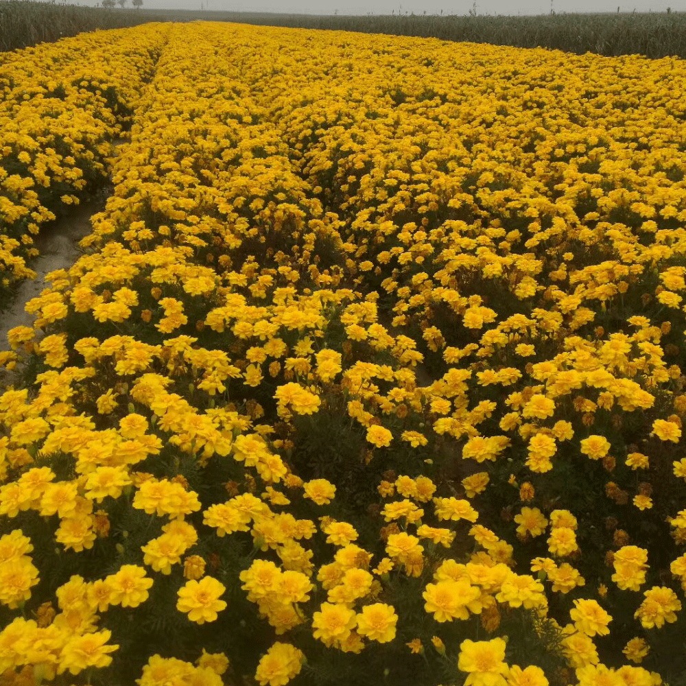 French marigold seeds 1KG