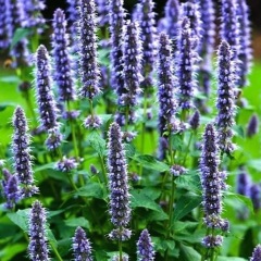 Hyssopus officinalis seeds 1KG