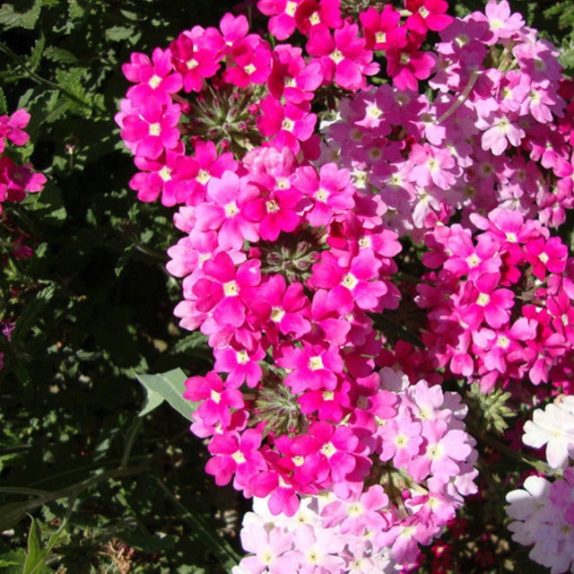 Verbena hybrida seeds 1kg