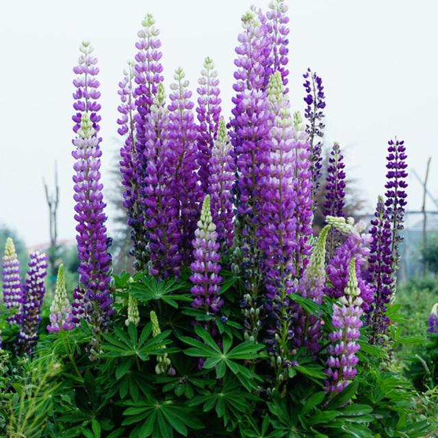 Lupinus perennis seeds 1KG
