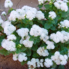 Ageratum conyzoides seeds 1kg