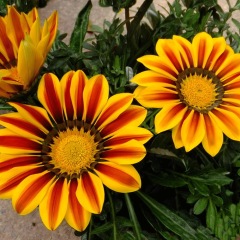 Gazania splendens seeds 1KG