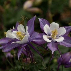 Aquilegia caerulea seeds 1KG