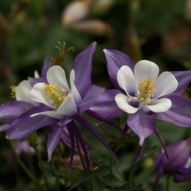 Aquilegia caerulea seeds 1KG