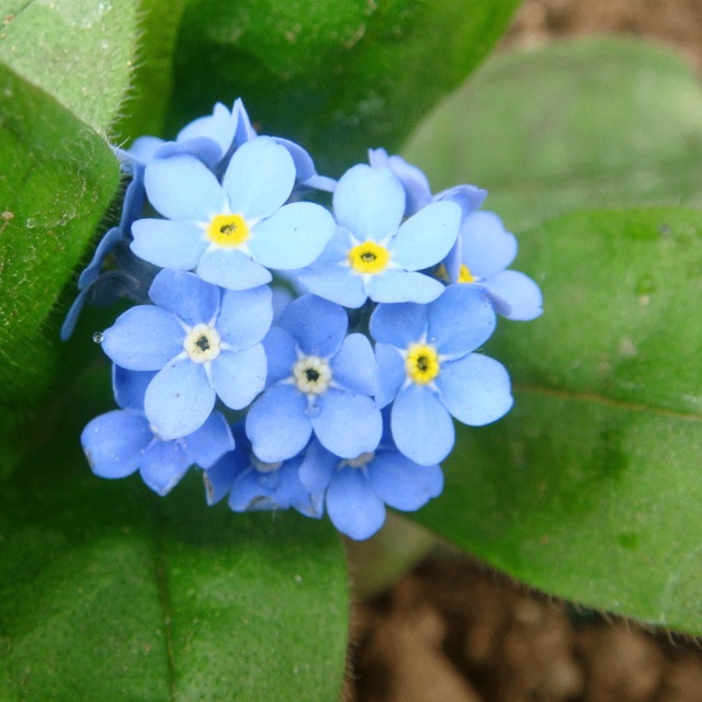 Myosotis sylvatica seeds 1KG