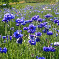 cornflower seeds 1kg