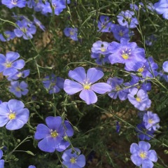 Linum perenne seeds 1KG