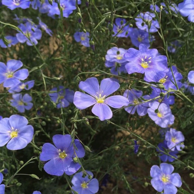 Linum perenne seeds 1KG