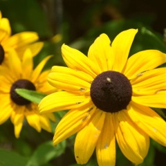 Rudbeckia hirta seeds 1kg