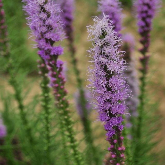 Liatris spicata seeds 1KG