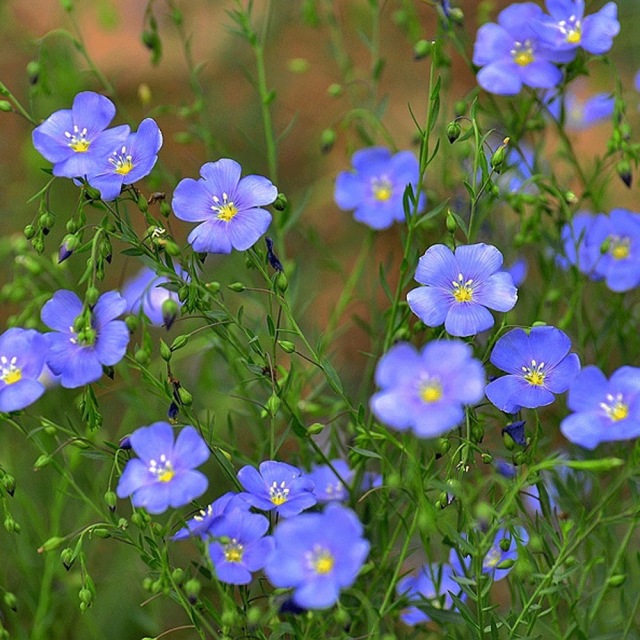 Linum perenne seeds 1KG