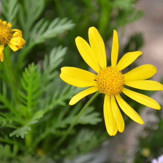 Chrysanthemum coronarium seeds 1KG