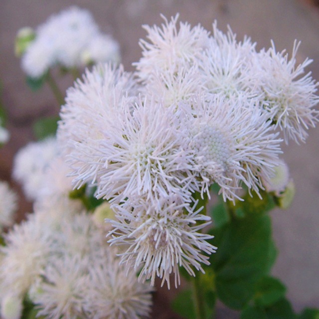 Ageratum conyzoides seeds 1kg