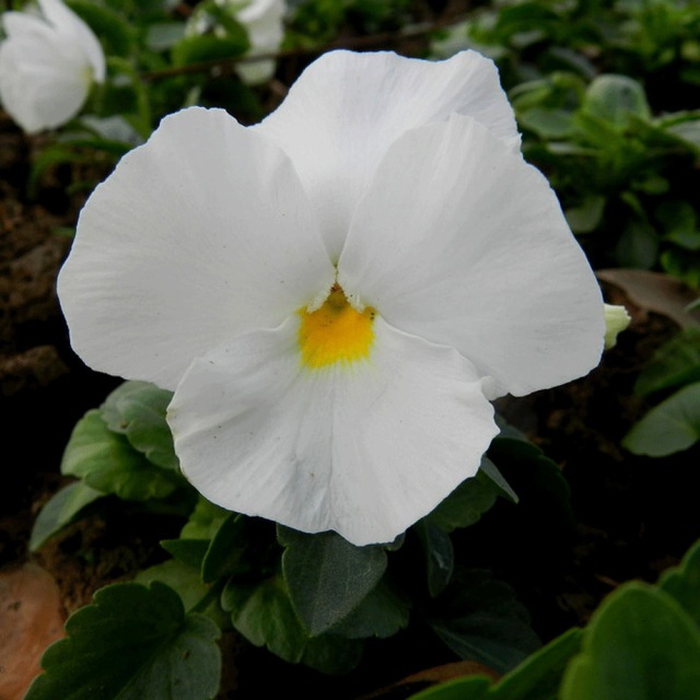 pansy seeds 1KG
