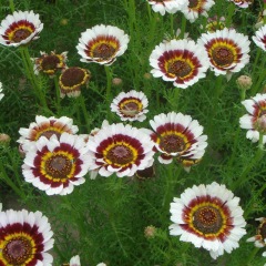 Chrysanthemum carinatum seeds 1kg