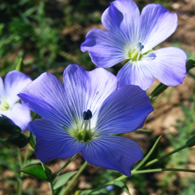 Linum perenne seeds 1KG