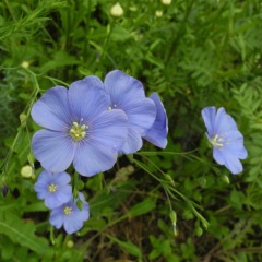 Linum perenne seeds 1KG