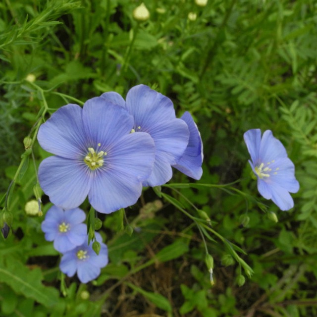 Linum perenne seeds 1KG