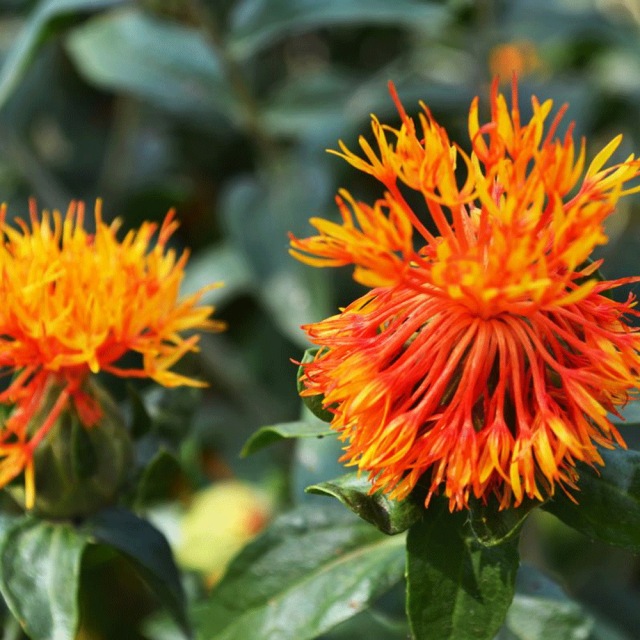 Carthamus tinctorius seeds 1kg