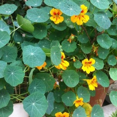 Tropaeolum majus seeds 1kg