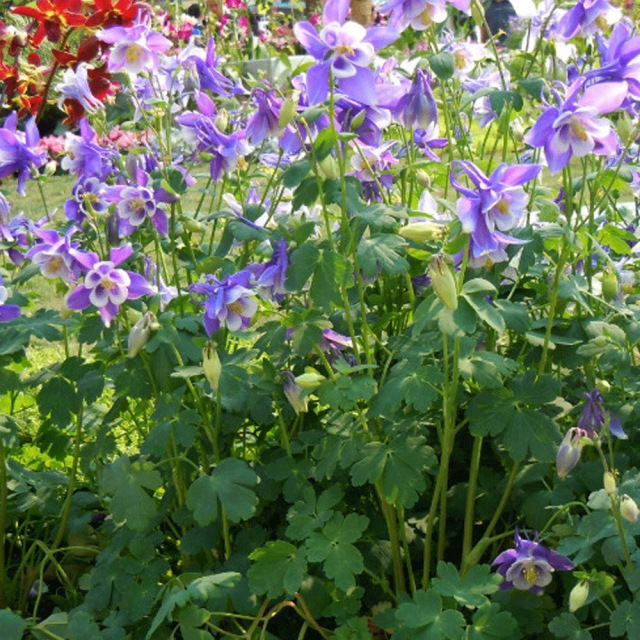 Aquilegia caerulea seeds 1KG