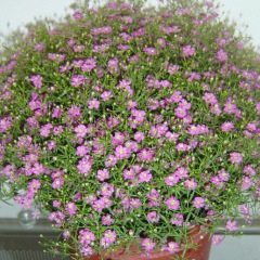 babysbreath seeds 1KG