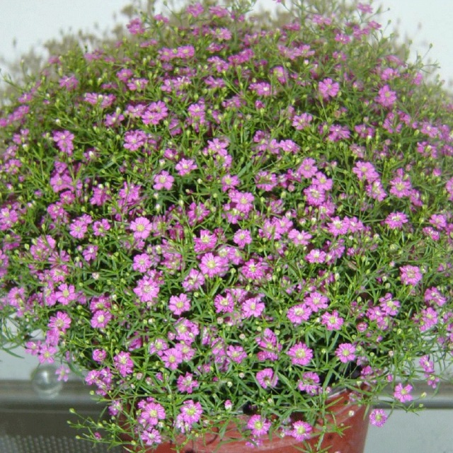 babysbreath seeds 1KG