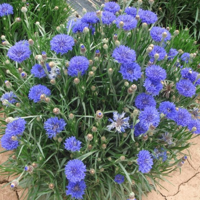 cornflower seeds 1kg