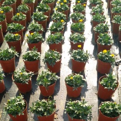 French marigold seeds 1KG