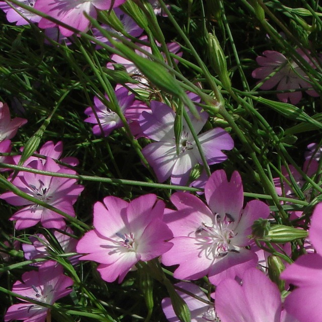 Agrostemma githago seeds 1KG