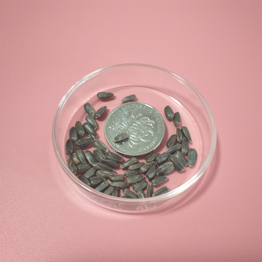 Helianthus seeds/sunflower seeds 1KG