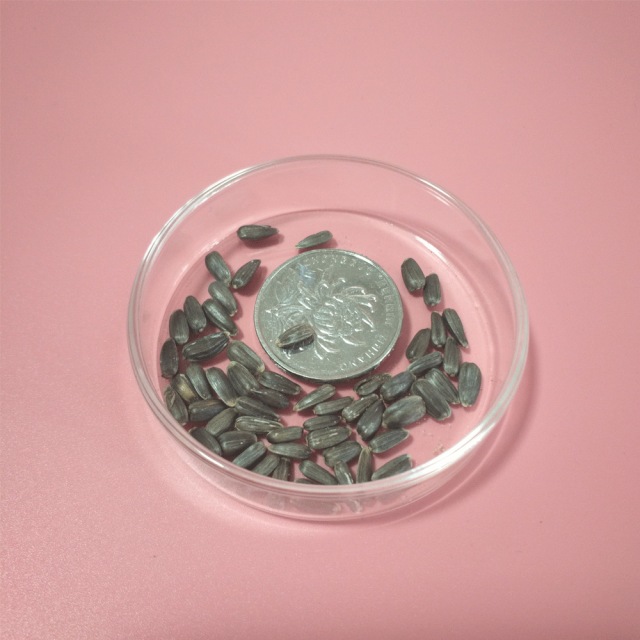 Helianthus seeds/sunflower seeds 1KG