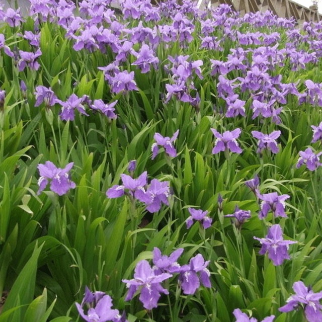 Iris tectorum seeds 1KG
