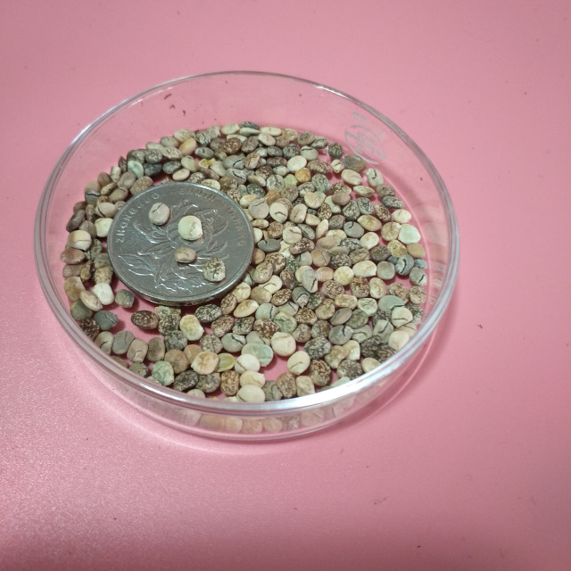 Lupinus perennis seeds 1KG