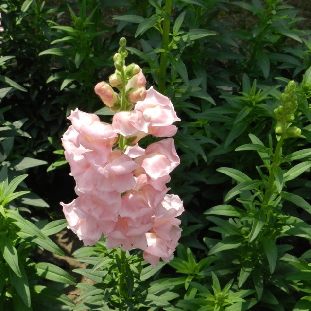 Antirrhinum majus seeds 1kg