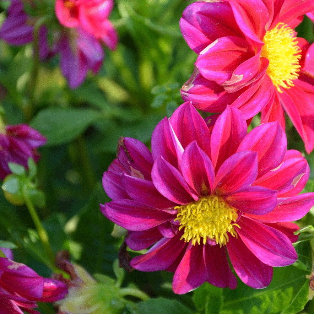 Dahlia pinnate seeds 1KG