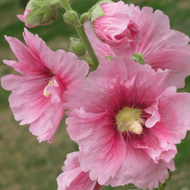 Hollyhock seeds 1kg