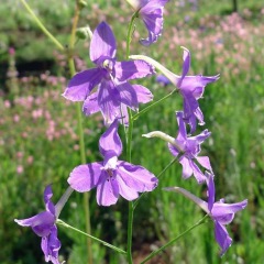 Larkspur seeds 1kg
