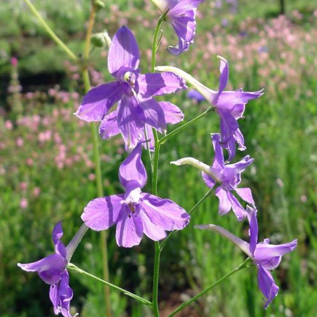 Larkspur seeds 1kg