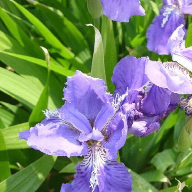 Iris tectorum seeds 1KG