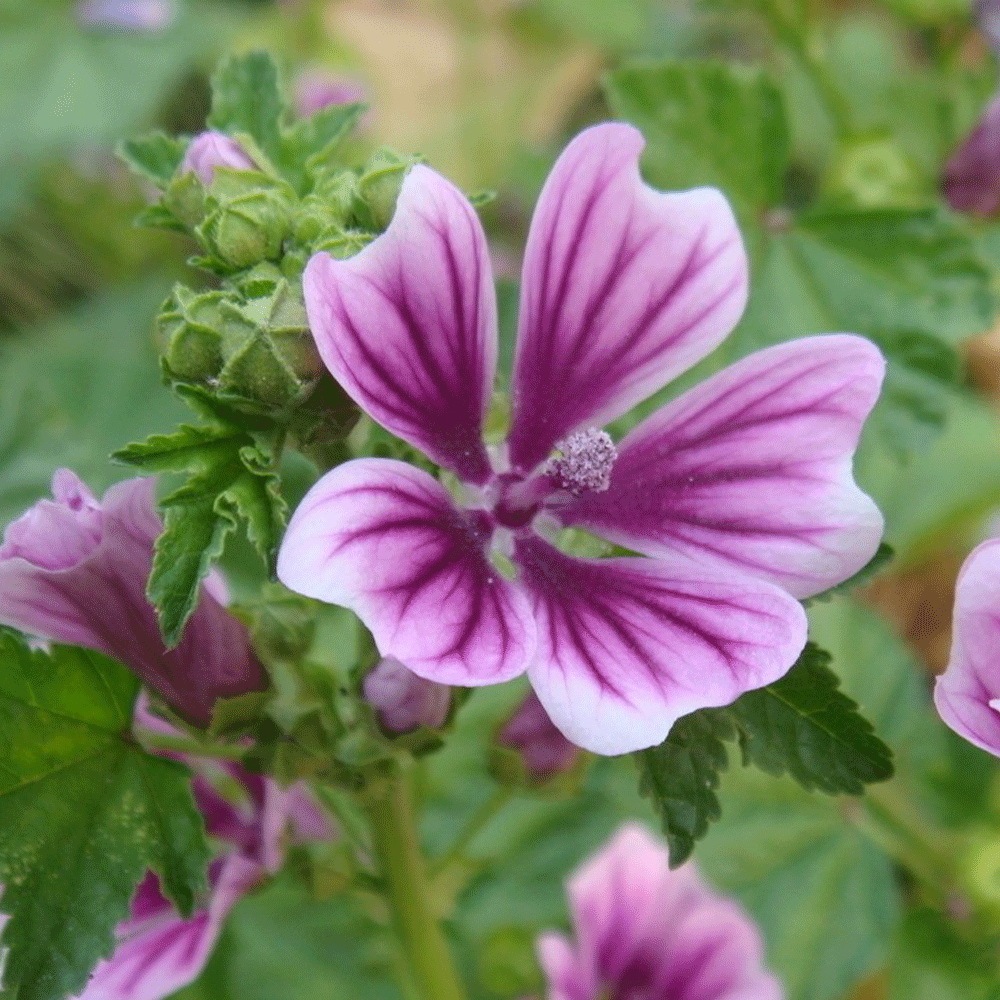 Hollyhock seeds 1kg